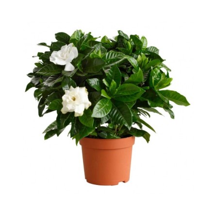 Gardenia Indoor